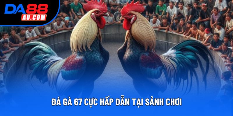 Đá gà 67 cực hấp dẫn tại sảnh chơi