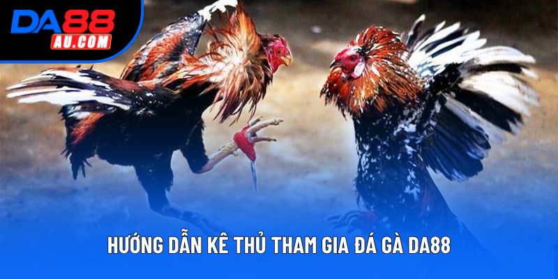 Hướng dẫn kê thủ tham gia đá gà DA88 Hướng dẫn kê thủ tham gia đá gà DA88