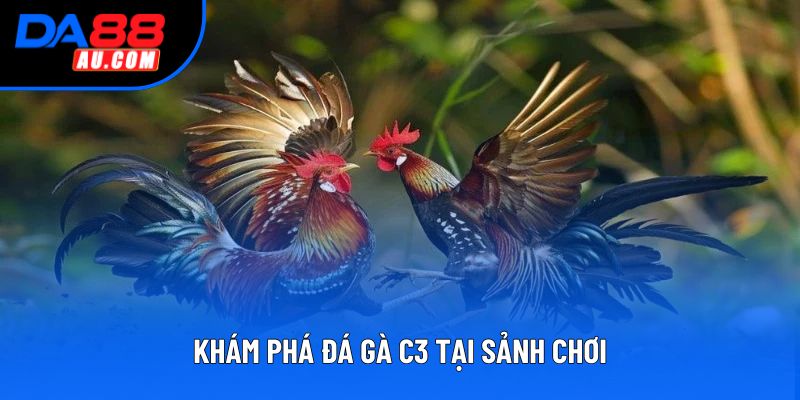 Khám phá đá gà c3 tại sảnh chơi