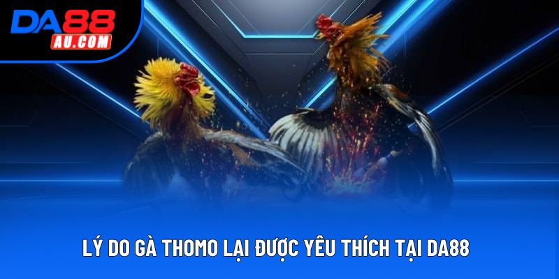Lý do gà Thomo lại được yêu thích tại DA88